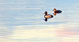 Mr & Mrs Ring-necked Ducks_P1100984